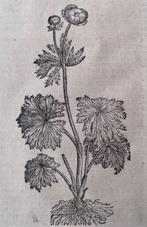 Houtsnede Dodonaeus Kruidenboek - 17e eeuw. Boterbloem, Antiek en Kunst, Kunst | Etsen en Gravures, Ophalen of Verzenden