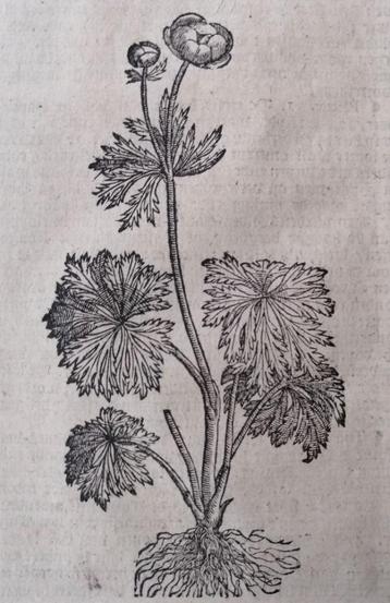 Houtsnede Dodonaeus Kruidenboek - 17e eeuw. Boterbloem beschikbaar voor biedingen