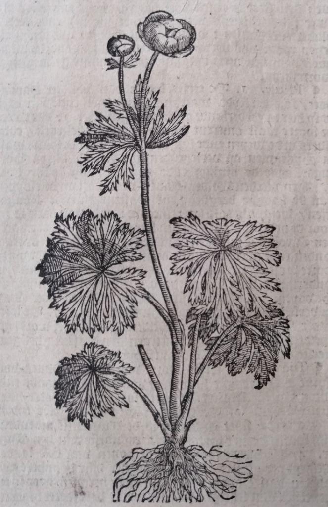 Houtsnede Dodonaeus Kruidenboek - 17e eeuw. Boterbloem, Antiek en Kunst, Kunst | Etsen en Gravures, Ophalen of Verzenden