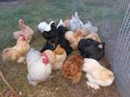Cochin krielen in verschillende kleuren, Dieren en Toebehoren, Pluimvee, Meerdere dieren, Kip