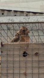 Jonge Rode Kardinaal man. Vraagprijs €120.00, Dieren en Toebehoren, Vogels | Overige Vogels, Mannelijk, Geringd