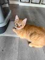 Kittens, Dieren en Toebehoren, Ophalen of Verzenden