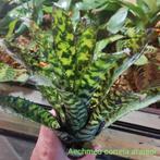 Groot assortiment Bromelia's, voor terrarium of vensterbank