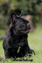 Franse bulldog (fluffy) ter dekking, Dieren en Toebehoren, Fokker | Hobbymatig, Rabiës (hondsdolheid), Reu, 1 tot 2 jaar