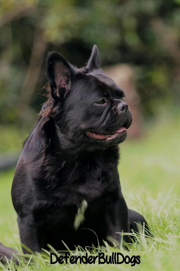 Franse bulldog (fluffy) ter dekking, Dieren en Toebehoren, Honden | Dekreuen, Reu, Fokker | Hobbymatig, Eén hond, Buitenland, 1 tot 2 jaar