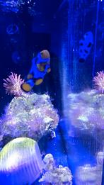 Anemoonvis koppel - super black storm x Snowflake, Dieren en Toebehoren, Vis, Zoutwatervis