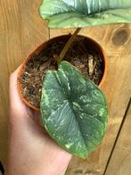 Alocasia platinum albo white wit variegata plant mint, Ophalen of Verzenden, Halfschaduw, Minder dan 100 cm