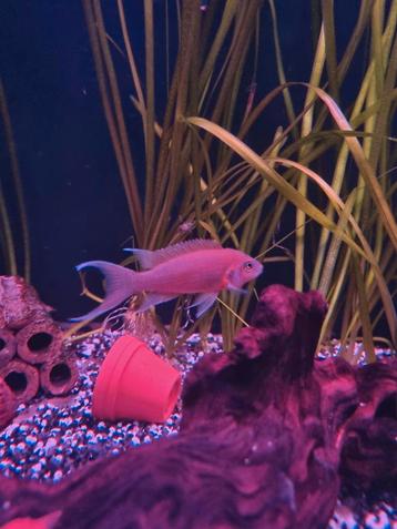 PRINCESS VAN BURUNDI  beschikbaar voor biedingen