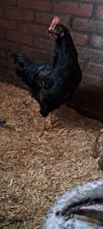 3 jonge hanen groot, Dieren en Toebehoren, Mannelijk, Kip
