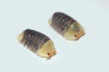 Cubaris sp. "Rubber Ducky" beschikbaar voor biedingen