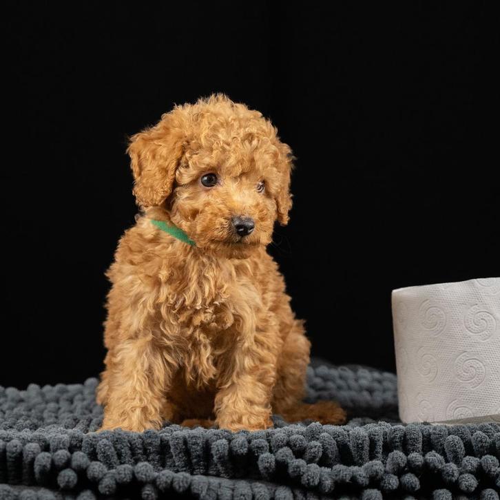 Prachtige klein blijvende toy poedel nog 1 teefje, Dieren en Toebehoren, Honden | Chihuahua's en Gezelschapshonden, Meerdere dieren