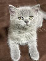 Selkirk rex/britse korthaar kittens, Poes