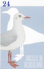 Ansichtkaart Vogels in Nederland Kokmeeuw ( B3954), Verzenden, 1980 tot heden, Ongelopen