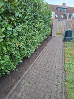 Tuin onderhoud, Tuin en Terras, Ophalen of Verzenden, Gebruikt