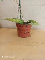 hoya black cat pm 12 nummer H367, Ophalen of Verzenden, Halfschaduw, Minder dan 100 cm