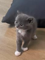 Grijze kittens te koop, Meerdere dieren, Ontwormd