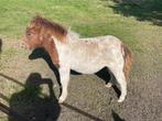 Pony, Dieren en Toebehoren, Pony's, Hengst, A pony (tot 1.17m), Onbeleerd, Recreatiepony