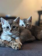 Silver Shaded Brits Korthaar kittens LAATSTE POESJE!, Dieren en Toebehoren, Katten en Kittens | Raskatten | Korthaar, Meerdere dieren