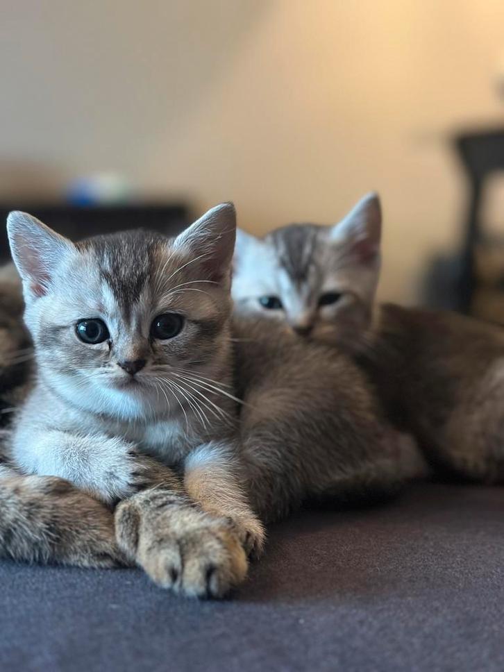 Silver Shaded Brits Korthaar kittens LAATSTE POES!, Dieren en Toebehoren, Katten en Kittens | Raskatten | Korthaar, Meerdere dieren