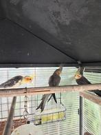 Een man valkparkiet ruilen voor een vrouw., Dieren en Toebehoren, Vogels | Parkieten en Papegaaien, Mannelijk, Parkiet