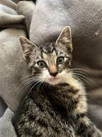 Lieve tamme boederijkitten te koop., Dieren en Toebehoren, Katten en Kittens | Overige Katten, Kater