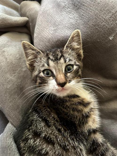 Lieve tamme boederijkitten te koop., Dieren en Toebehoren, Katten en Kittens | Overige Katten, Kater