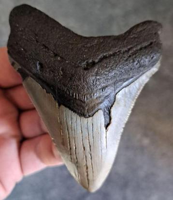 Megalodon Tand- USA- South Carolina ORIGINEEL	9.0x6.7x1.6	cm beschikbaar voor biedingen
