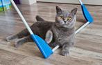 Prachtige blauw britse korthaar poes vn 1 jaar., Dieren en Toebehoren, Katten en Kittens | Raskatten | Korthaar, Poes