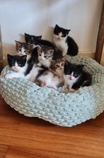 Britse langhaar/cyperse kater kittens, Dieren en Toebehoren, Katten en Kittens | Overige Katten, Meerdere dieren