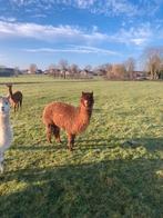 Mooie drachtige merrie, Dieren en Toebehoren, Overige Dieren, Mei, Vrouwelijk
