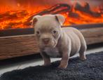 American bully teefje mag het nest verlaten 🌺💖, Dieren en Toebehoren, Honden | Bulldogs, Pinschers en Molossers, CDV (hondenziekte)