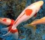 Wakin Goudvis Mix Ca. 10/12 cm - Koidream Valburg, Dieren en Toebehoren, Goudvis(sen)