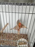 Oranjeborst zwartborts zebravinken, Dieren en Toebehoren, Vogels | Overige Vogels, Meerdere dieren
