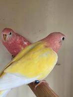 Lutino en rubino bourks, Dieren en Toebehoren, Vogels | Parkieten en Papegaaien, Meerdere dieren, Parkiet