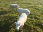 12 jonge schapen., Dieren en Toebehoren, Schapen, Geiten en Varkens, Meerdere dieren, Schaap