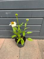 Zonnehoed, Tuin en Terras, Planten | Tuinplanten, Ophalen, Overige soorten, Volle zon