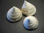 Schelpen: Tectus pyramis  Born, 1778., Ophalen of Verzenden, Schelp(en)