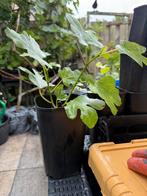 Ghadanne zwarte vijgenboom uit Noord Marokko, Minder dan 100 cm, Lente, Volle zon, In pot
