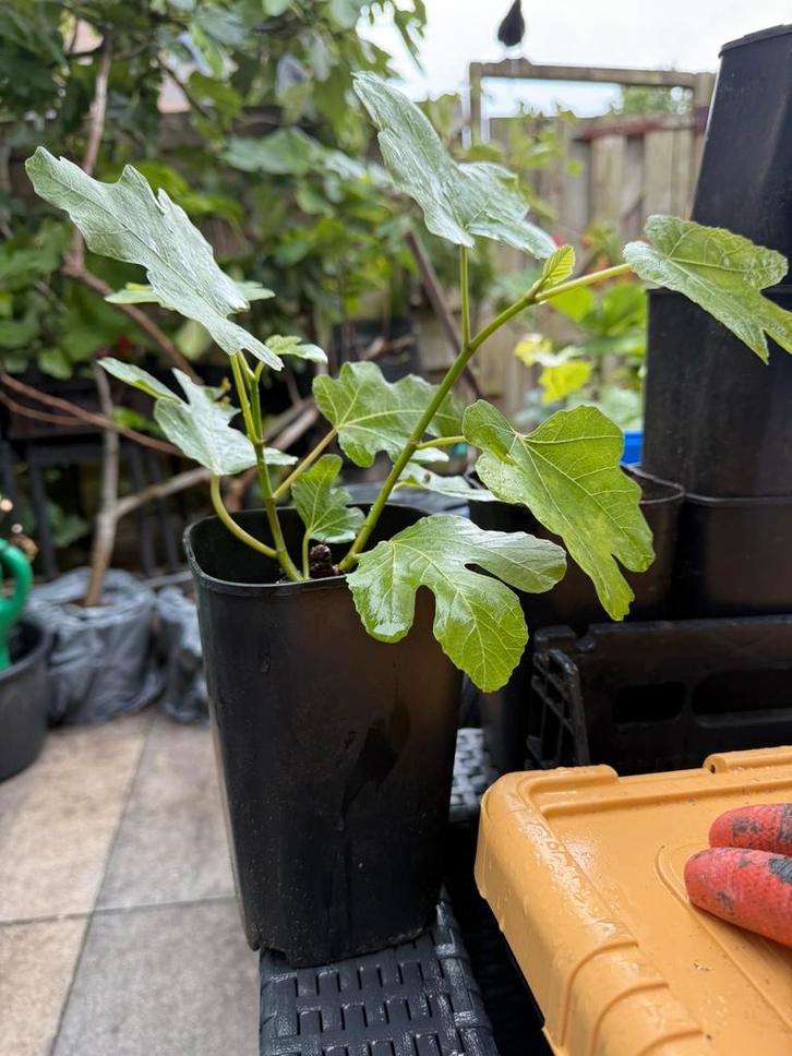 Ghadanne zwarte vijgenboom uit Noord Marokko, Tuin en Terras, Planten | Fruitbomen, Vijgenboom, Minder dan 100 cm, Volle zon, Lente