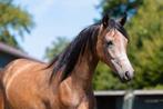 Arabisch Volbloed Merrie #arabier, Dieren en Toebehoren, Paarden, Merrie, Niet van toepassing, Gechipt, 0 tot 2 jaar