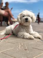 Maltipoo pups, Maltezer, 8 tot 15 weken, Meerdere, Meerdere dieren