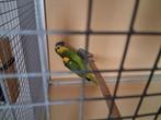 Mooie blauwvoorhoofd amazone, Dieren en Toebehoren, Vogels | Parkieten en Papegaaien, Geslacht onbekend, Papegaai, Geringd