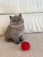 Bijzonder mooie en lieve brits korthaar kitten, Dieren en Toebehoren, Katten en Kittens | Raskatten | Korthaar, Poes, Ontwormd