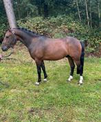 Lieve New Forrest C pony!, Dieren en Toebehoren, Ruin, Zadelmak, 3 tot 6 jaar, C pony (1.27m tot 1.37m)