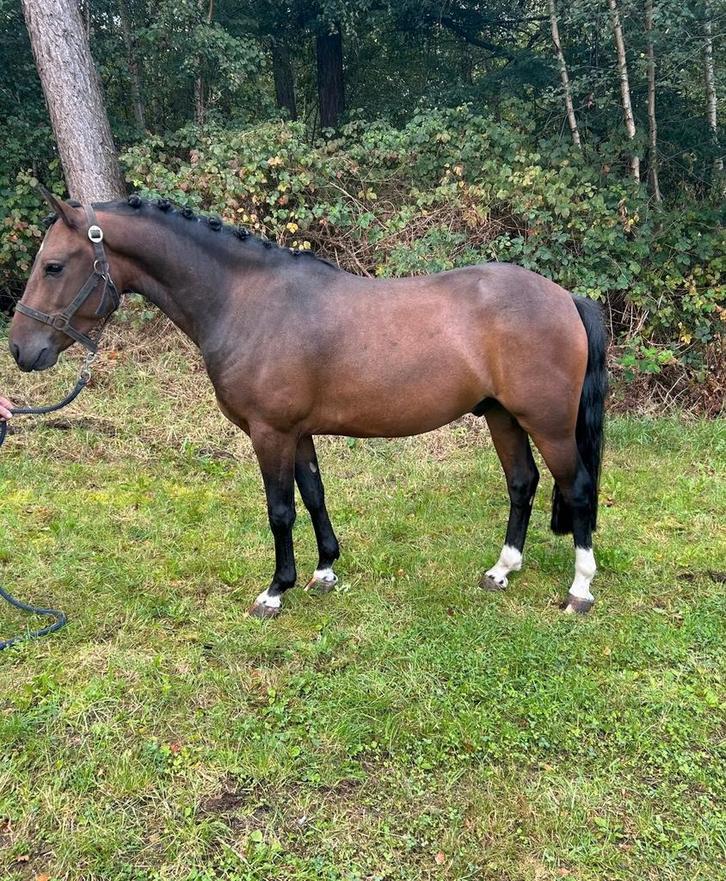 Lieve New Forest C pony!, Dieren en Toebehoren, Pony's, Ruin, Zadelmak, C pony (1.27m tot 1.37m), 3 tot 6 jaar, Met stamboom, Gechipt