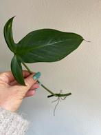 Philodendron camposportoanum, stek, Ophalen of Verzenden, Overige soorten, Minder dan 100 cm