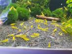 Hobbyaquarium Citroen garnalen Zondag 12 oktober 12/17uur, Kreeft, Krab of Garnaal, Zoetwatervis, Schoolvis