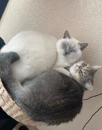 Britse kort haar, Dieren en Toebehoren, Katten en Kittens | Raskatten | Korthaar, Poes