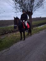 Super brave Kinder pony!!🥰🐴 100% BOMPROOF!! 💣, Dieren en Toebehoren, Pony's, B, Ruin, 3 tot 6 jaar, Gechipt