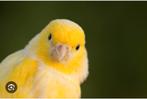 Kanaries gezocht, Meerdere dieren, Kleurkanarie